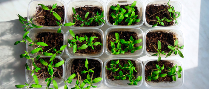 Un huerto casero es un espacio destinado al cultivo de alimentos a pequeña escala