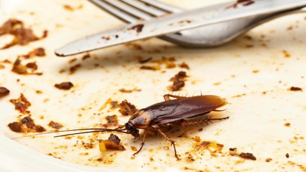 Cómo eliminar las cucarachas de la cocina