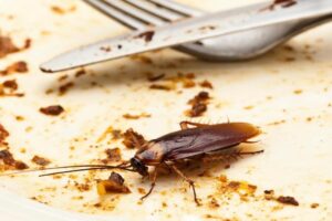 Cómo eliminar las cucarachas de la cocina: métodos, prevención y errores que debes evitar